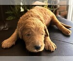 Small #53 Breeder Profile image
