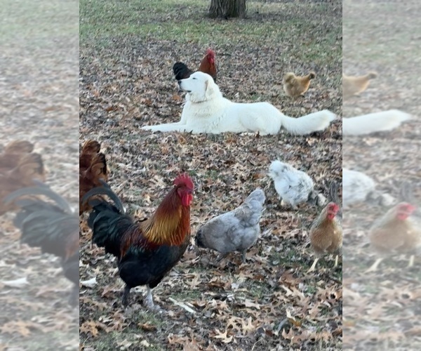 Medium Photo #17  Breeder Profile in LECOMPTON, KS, USA