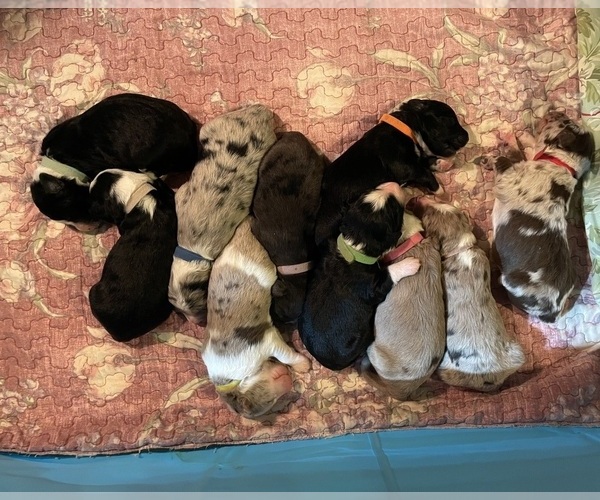 Medium Photo #1  Breeder Profile in KENSINGTON, OH, USA