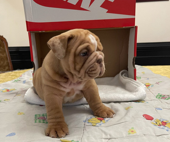 Medium Photo #4  Breeder Profile in STOCKBRIDGE, GA, USA