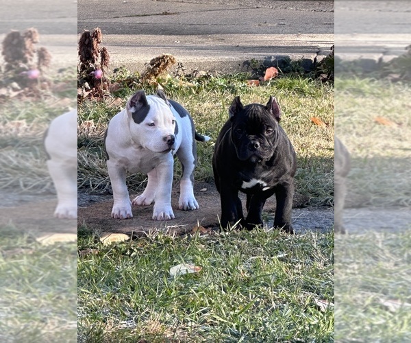 Medium Photo #15  Breeder Profile in URBANA, OH, USA