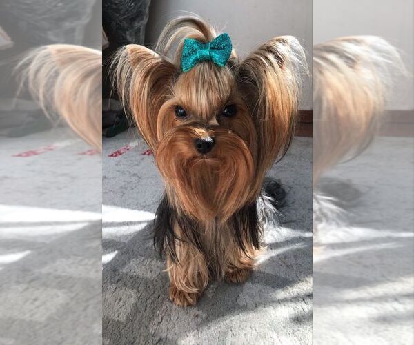 Medium Photo #6  Breeder Profile in TEMPE, AZ, USA