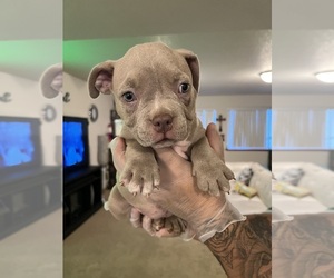 Medium Breeder Profile Photo