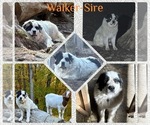 Small breeder photo