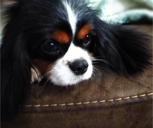 Cavalier King Charles Spaniel Dog Breeder near ELIZABETHTON, TN, USA