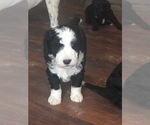 Small #10 Breeder Profile image