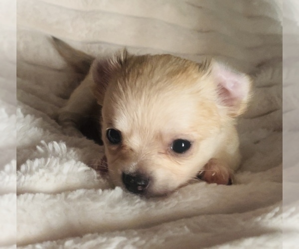 Medium Photo #13  Breeder Profile in ADAMSVILLE, TN, USA
