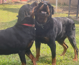 Rottweiler Dog Breeder near CHARLOTTE HALL, MD, USA