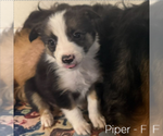 Small #4 Breeder Profile image