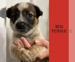 Small breeder photo