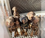 Small breeder photo