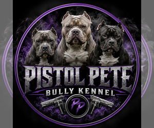 American Bully Dog Breeder near EVANSVILLE, IN, USA