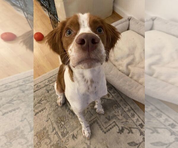 Medium Photo #73  Breeder Profile in HORTENSE, GA, USA