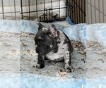 Small #3 Breeder Profile image