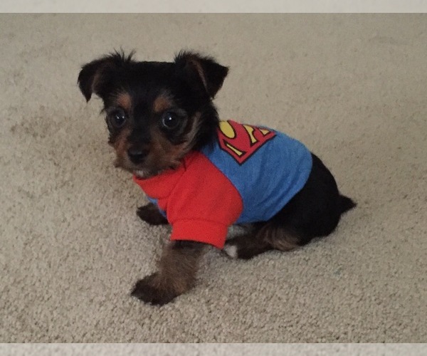 Medium Photo #54  Breeder Profile in NEENAH, WI, USA