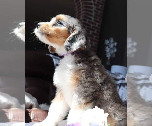 Medium Photo #4  Breeder Profile in EASTON, MO, USA