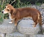 Small breeder photo