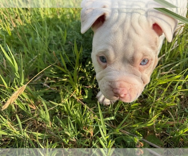 Medium Photo #26  Breeder Profile in PORTLAND, OR, USA