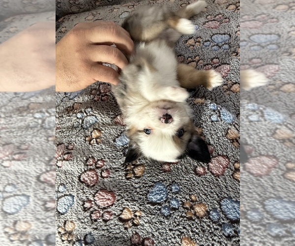 Medium Photo #4  Breeder Profile in DAKOTA CITY, NE, USA