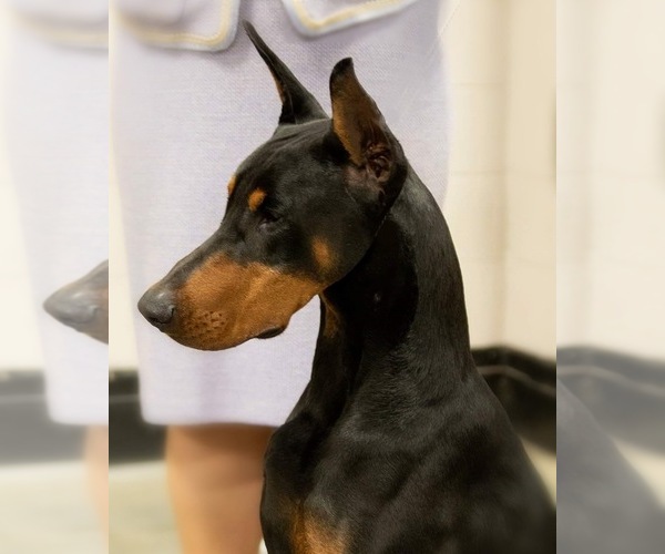 Medium Photo #1  Breeder Profile in LAFAYETTE, LA, USA