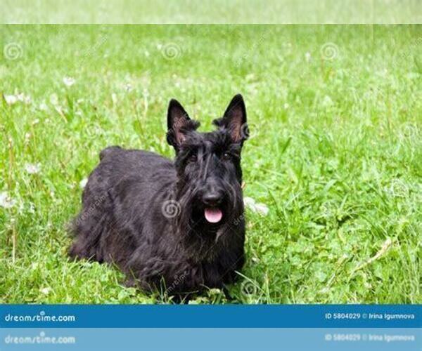 Medium Photo #8  Breeder Profile in MEAD, WA, USA