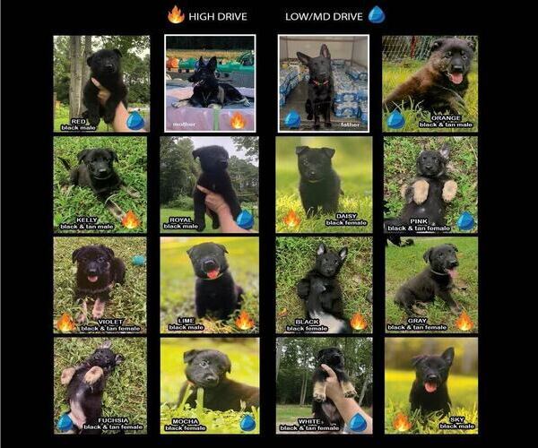Medium Photo #2  Breeder Profile in WEST POINT, VA, USA