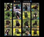 Small #1 Breeder Profile image
