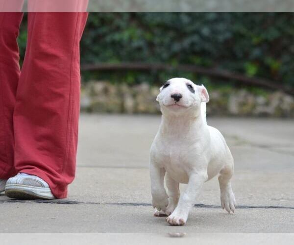 Medium Photo #1  Breeder Profile in Kiskoros, Bacs-Kiskun, Hungary