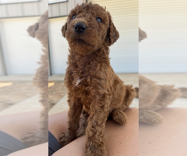 Medium Photo #1  Breeder Profile in DECATUR, TX, USA