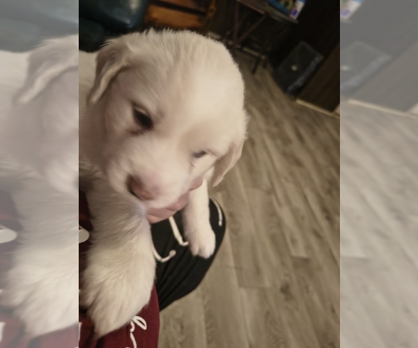Medium Photo #1  Breeder Profile in PADUCAH, KY, USA