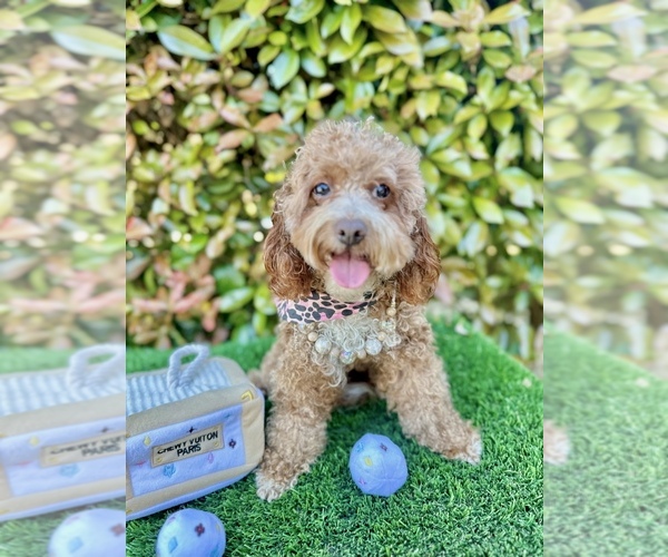 Medium Photo #24  Breeder Profile in BAKERSFIELD, CA, USA