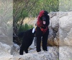 Small #1 Breeder Profile image