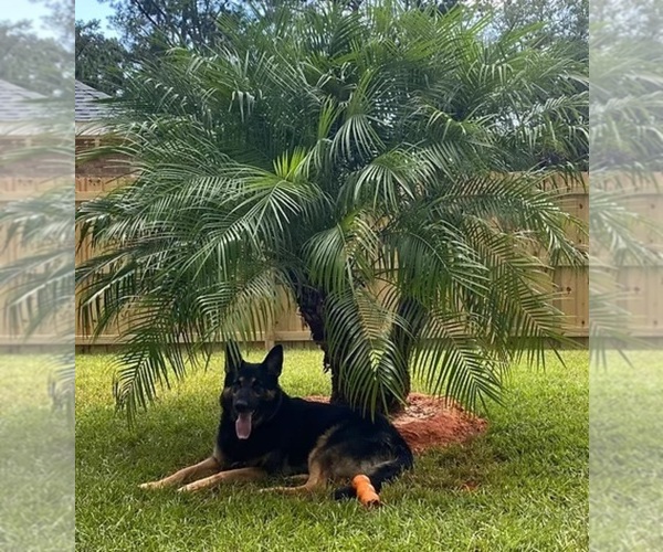 Medium Photo #1  Breeder Profile in NAVARRE, FL, USA
