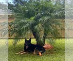 Small breeder photo