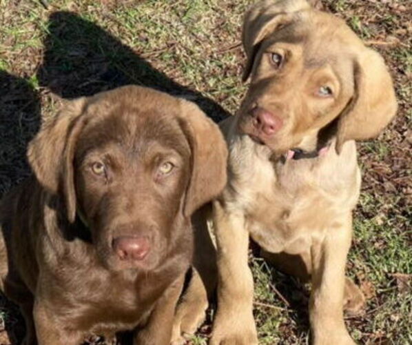 Medium Photo #15  Breeder Profile in Cordele, GA, USA