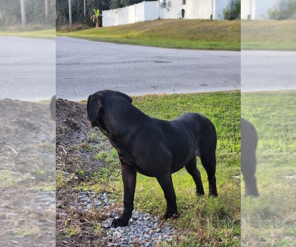 Medium Photo #5  Breeder Profile in NORTH PORT, FL, USA