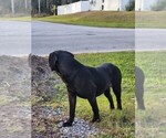 Small #4 Breeder Profile image