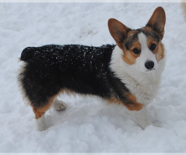 Medium Photo #7  Breeder Profile in EAGLE POINT, OR, USA