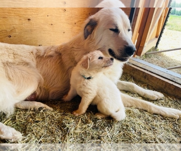 Medium Photo #1  Breeder Profile in LONGMONT, CO, USA
