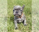 Small #7 Breeder Profile image
