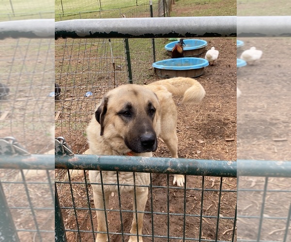 Medium Photo #6  Breeder Profile in CANDLER, NC, USA