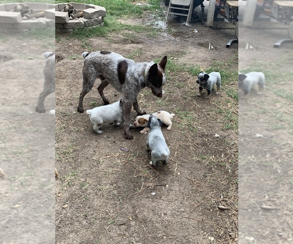 Medium Photo #1  Breeder Profile in HUMBLE, TX, USA