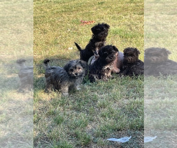 Medium Photo #6  Breeder Profile in ARNOLDSVILLE, GA, USA