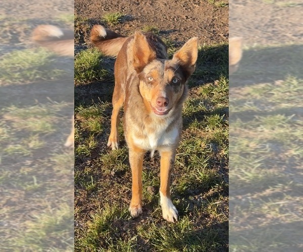 Medium Photo #10  Breeder Profile in CAMAS, WA, USA