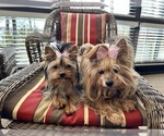 Small #17 Breeder Profile image