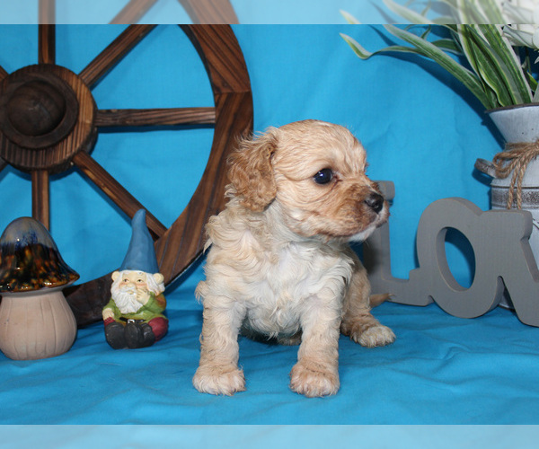 Medium Photo #44  Breeder Profile in CHANUTE, KS, USA
