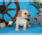 Small #43 Breeder Profile image