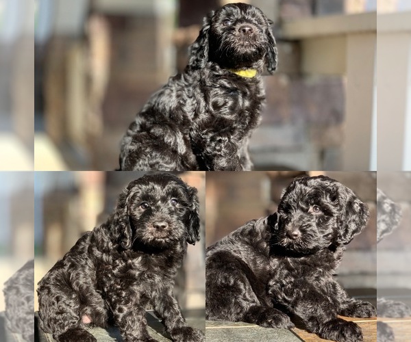 Medium Photo #1  Breeder Profile in SAN ANTONIO, TX, USA