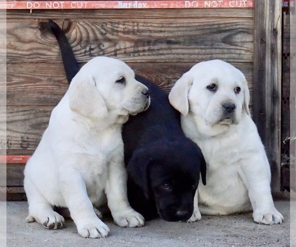 Medium Photo #1  Breeder Profile in PAUMA VALLEY, CA, USA