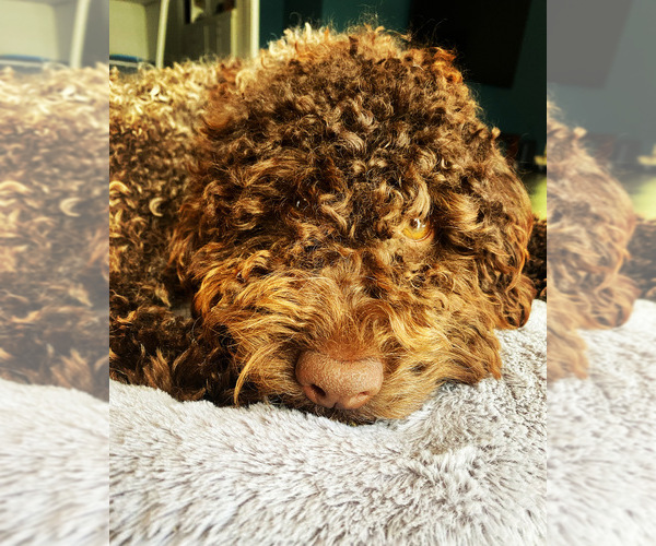 Medium Photo #1  Breeder Profile in RIVERSIDE, CA, USA